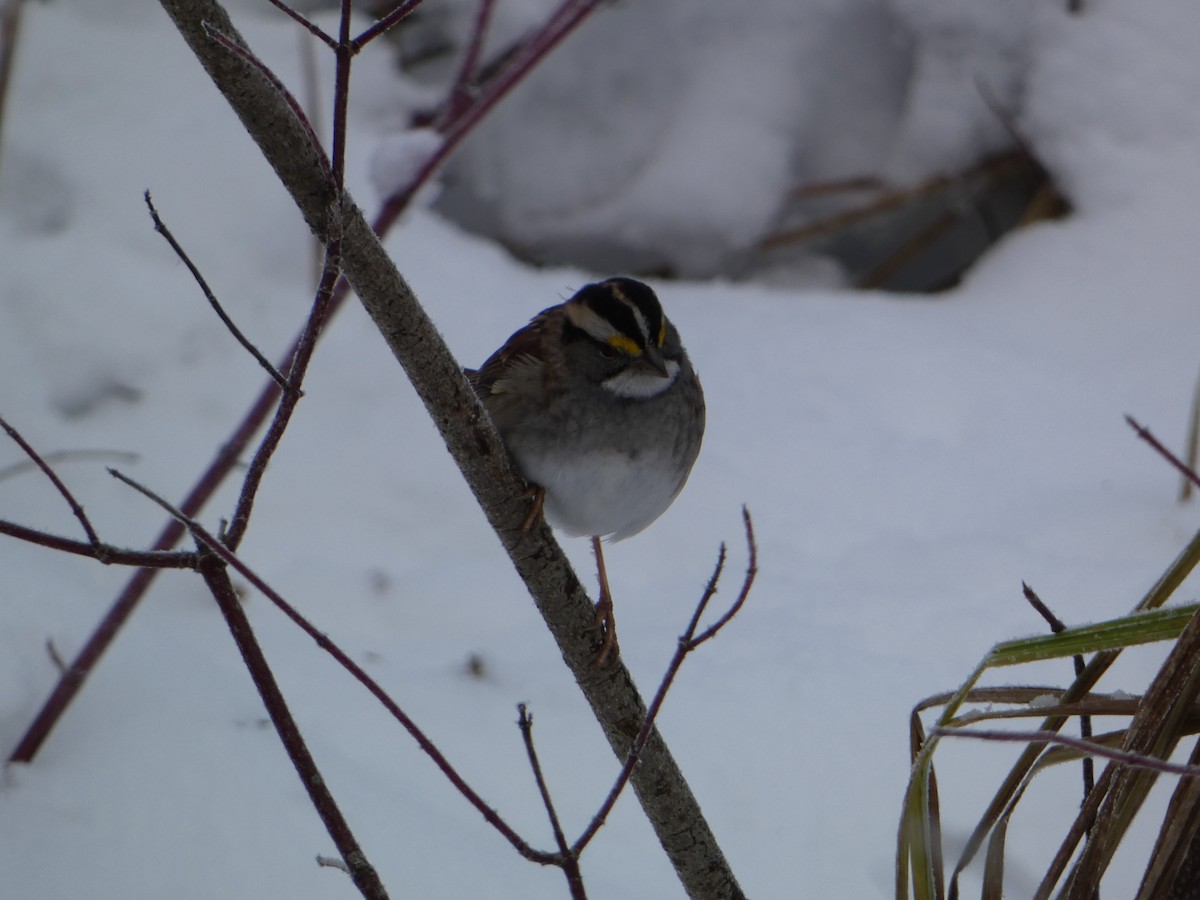 Chingolo Gorjiblanco - ML646307457