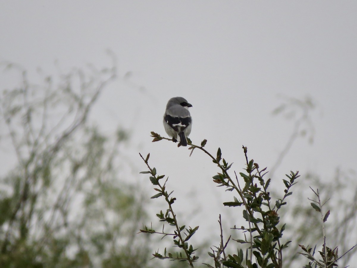 Alcaudón Americano - ML646307458