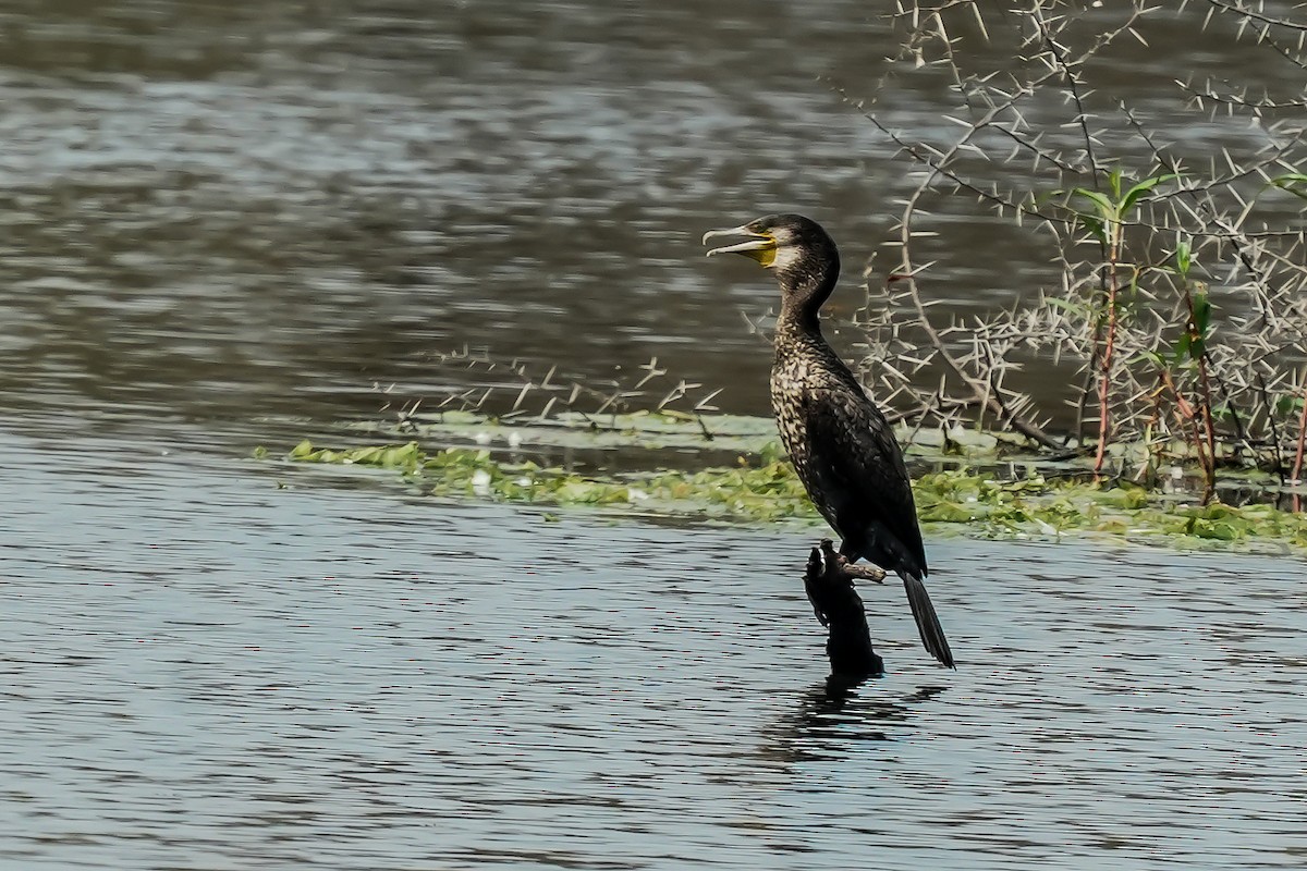 Cormorán Grande - ML646307459