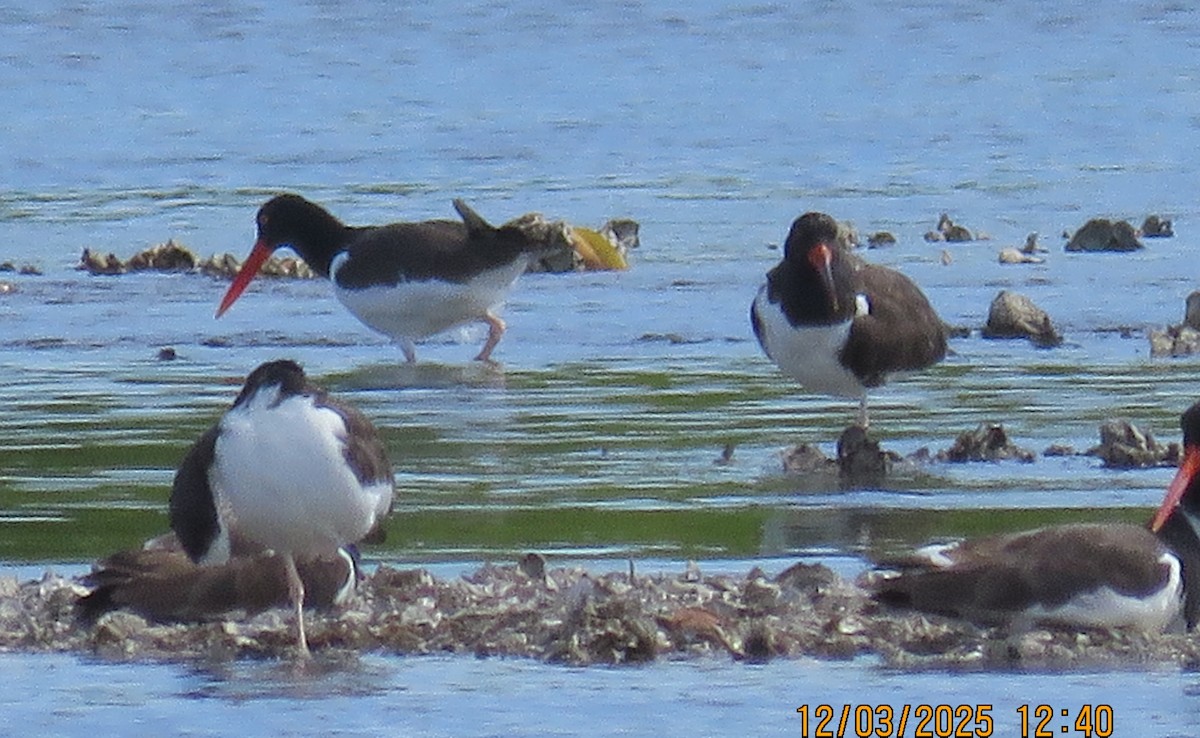 Ostrero Pío Americano - ML646307460