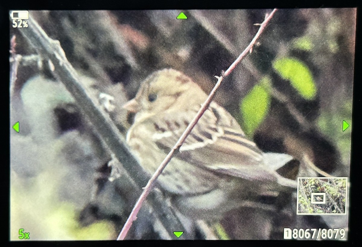 Harris's Sparrow - ML646307461
