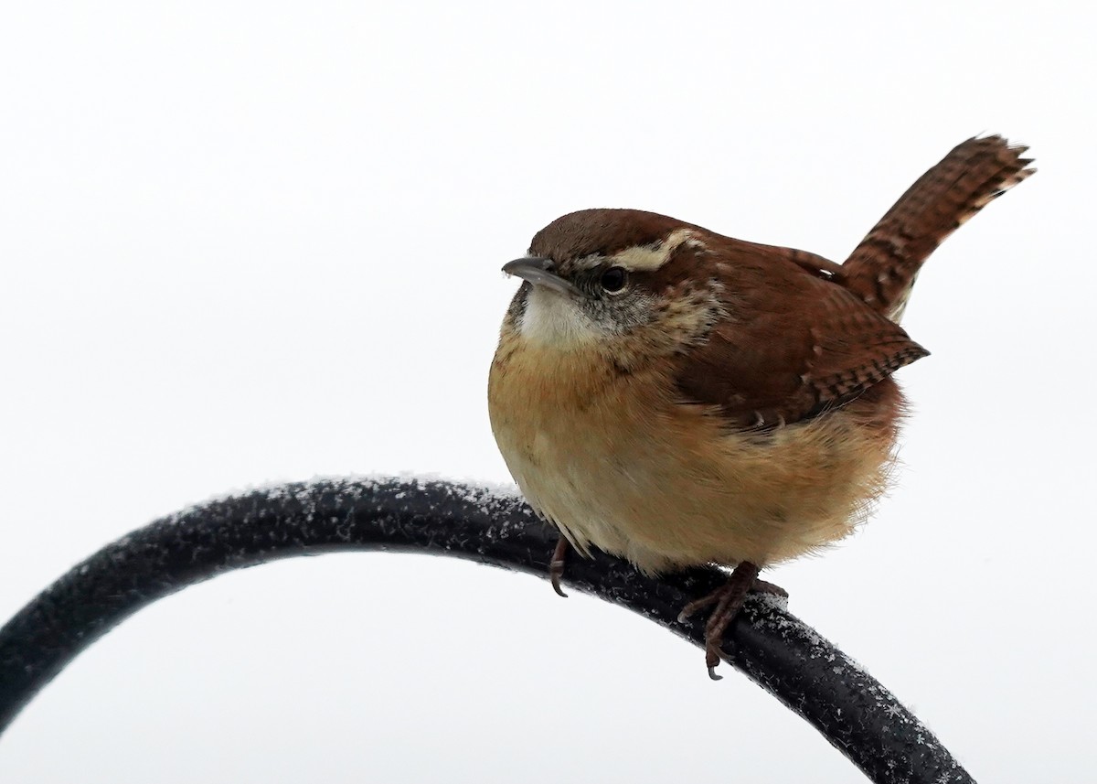 Cucarachero de Carolina - ML646307464