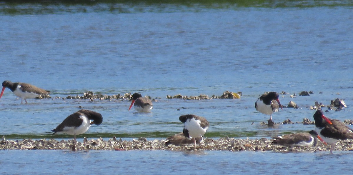 Ostrero Pío Americano - ML646307466