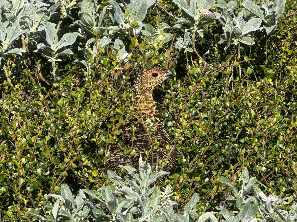 Moorschneehuhn - ML646307468