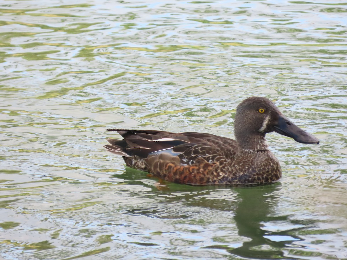 sigdskjeand - ML646307469