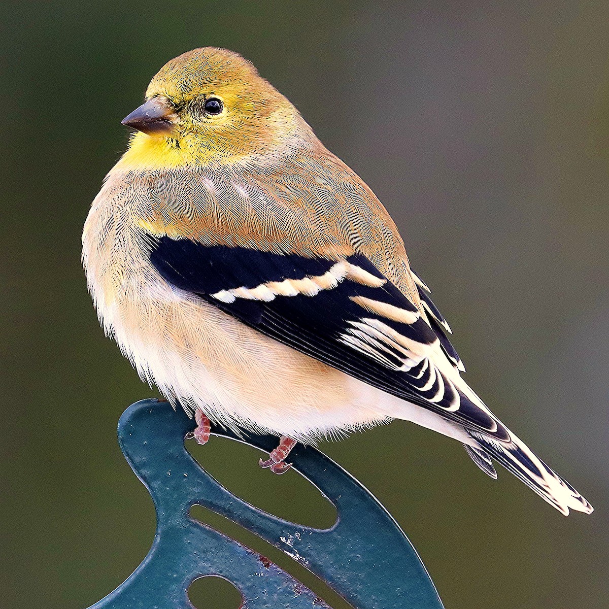 Jilguero Yanqui - ML646307471