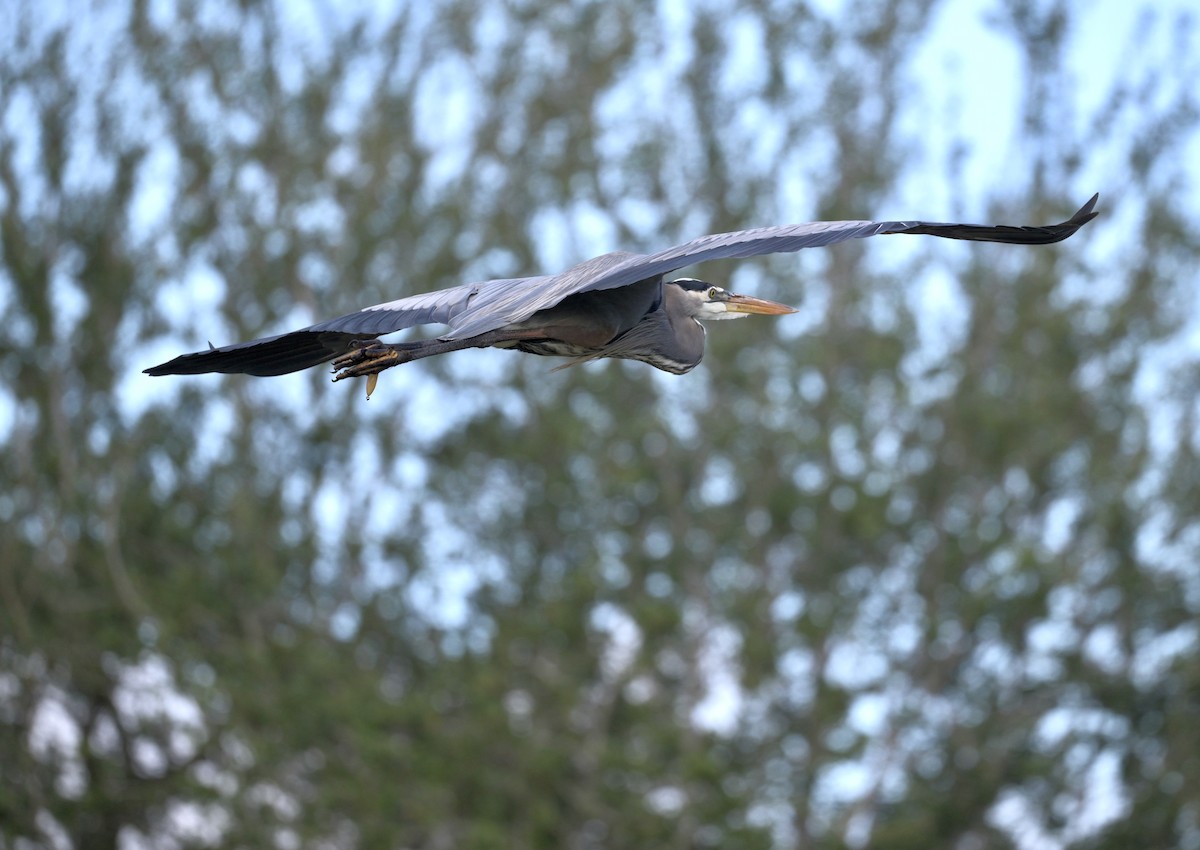 Garza Azulada - ML646307472