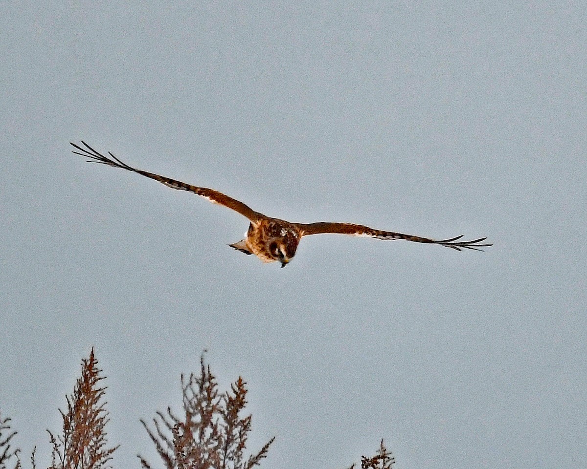 Aguilucho de Hudson - ML646307473