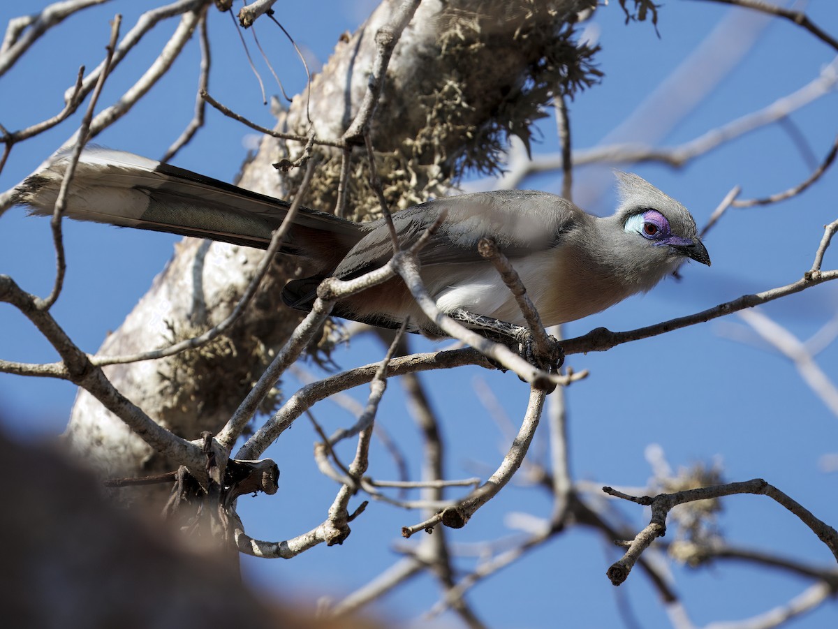 Tepeli Kua (pyropyga/maxima) - ML646307474