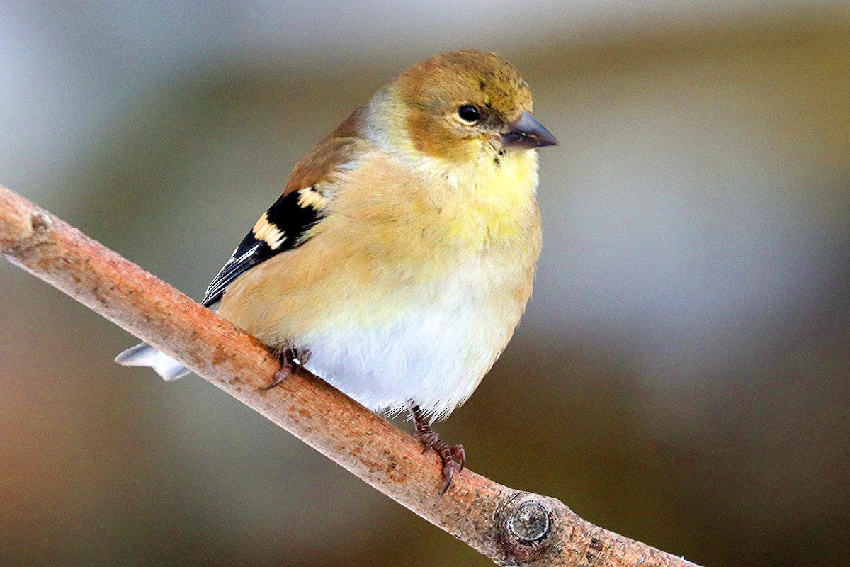 American Goldfinch - ML646307475
