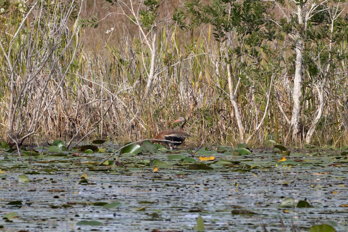 Black-bellied Whistling-Duck - ML646307476