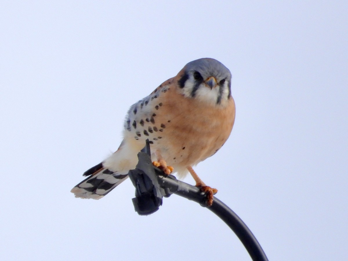 American Kestrel - ML646307477