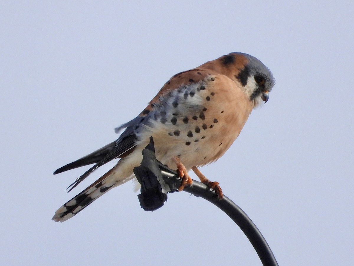 American Kestrel - ML646307478