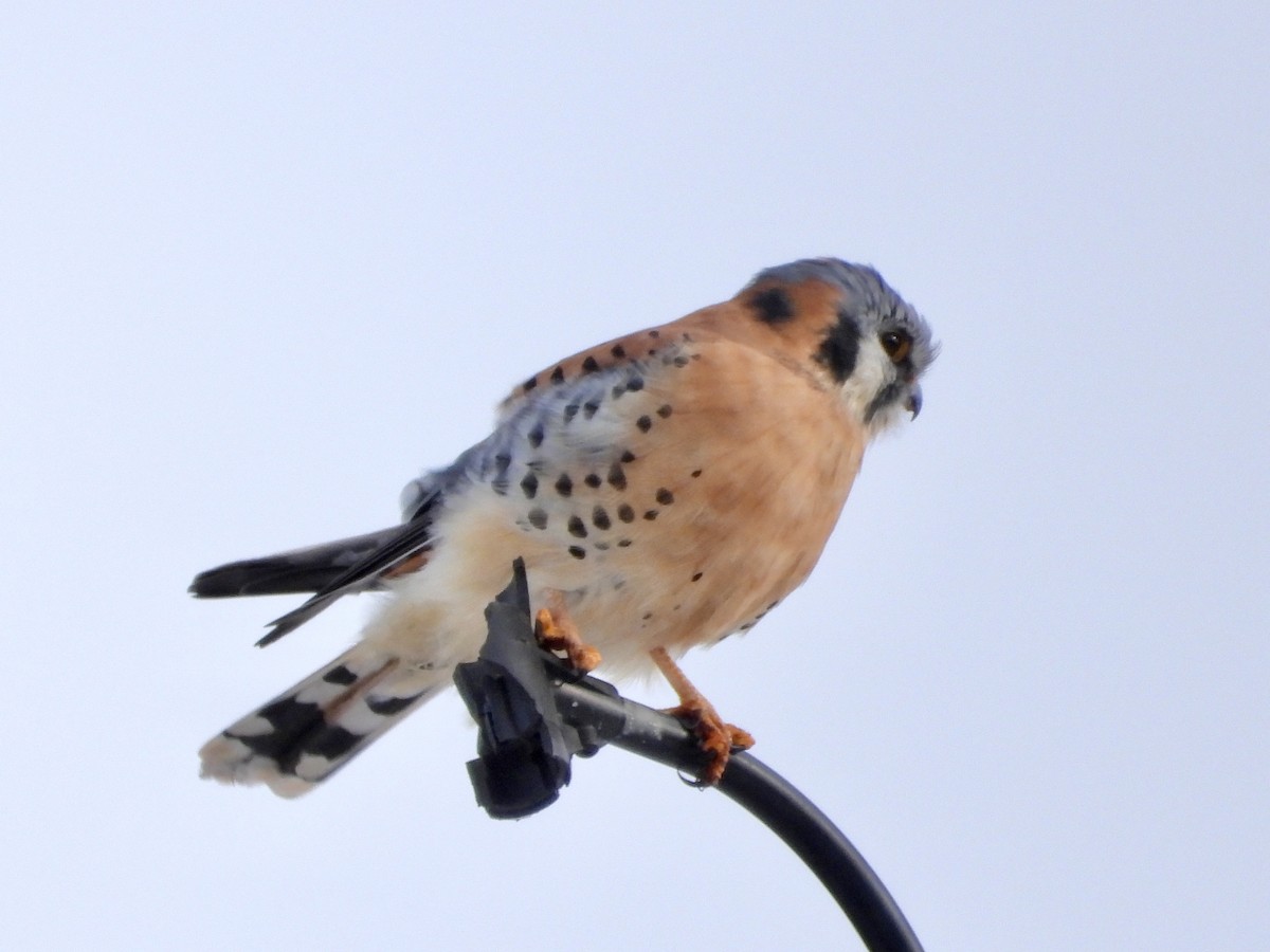 American Kestrel - ML646307479