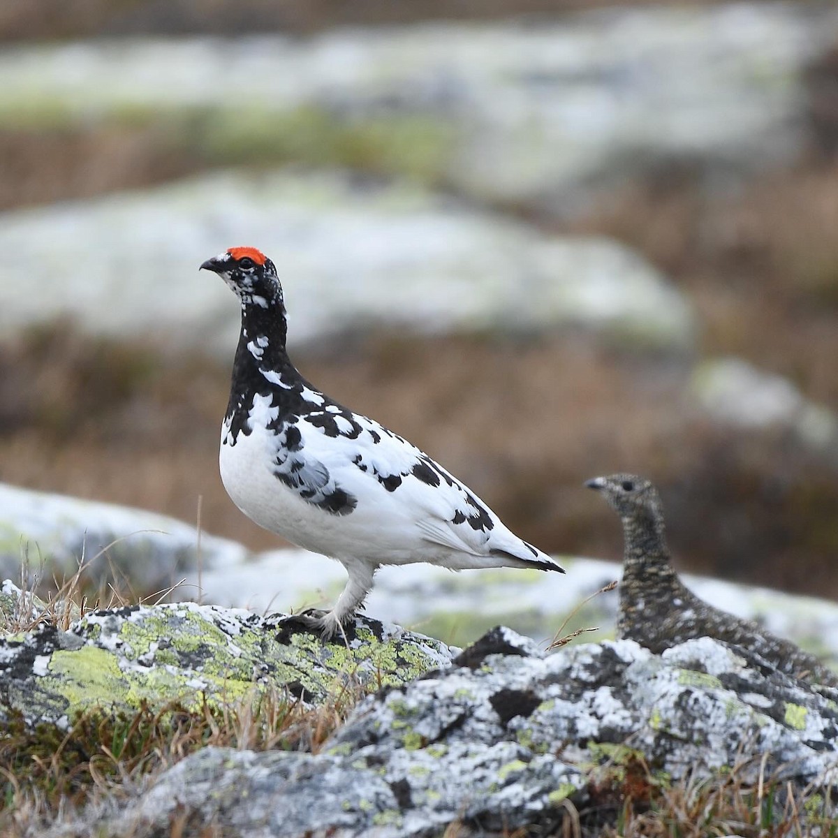 Rock Ptarmigan - ML646307481
