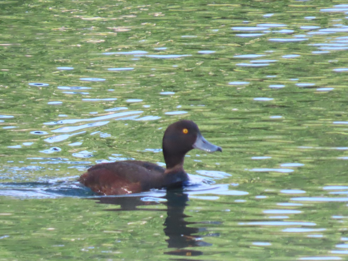 maoridykkand - ML646307482