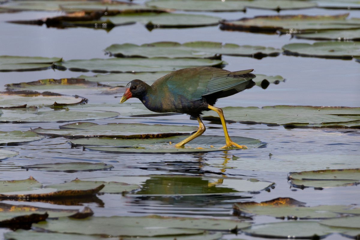 Purple Gallinule - ML646307483