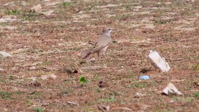 Persian Wheatear - ML646307485