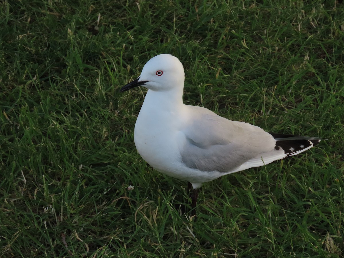 maorimåke - ML646307488