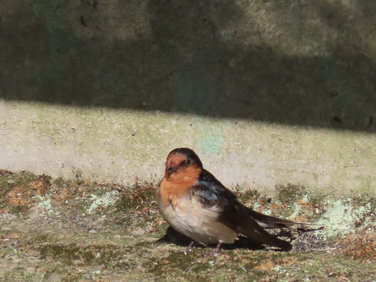 pionérsvale - ML646307493