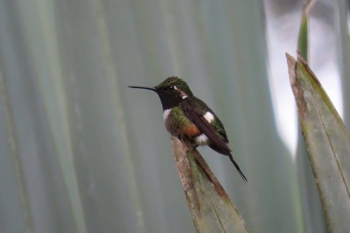 kalypta Mitchellova - ML646307496