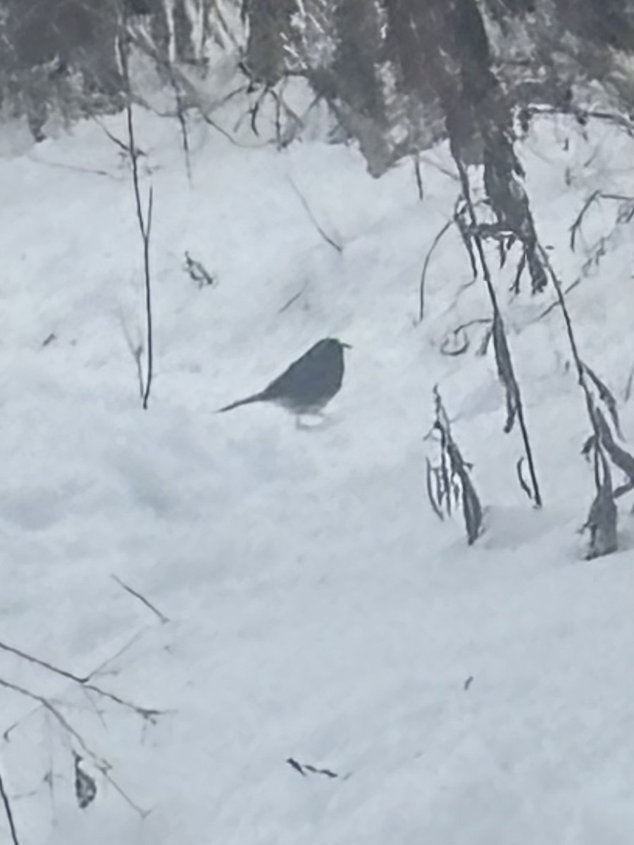 Dark-eyed Junco - ML646307498