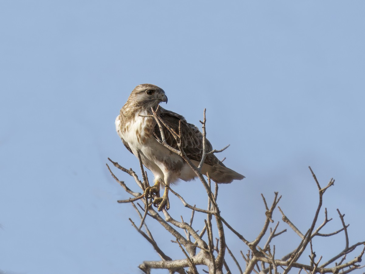 Madagascar Cuckoo-Hawk - ML646307499