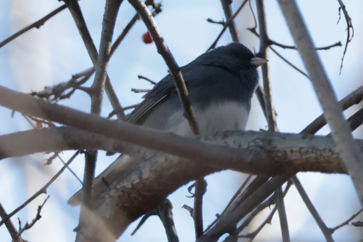 Юнко сірий - ML646307504