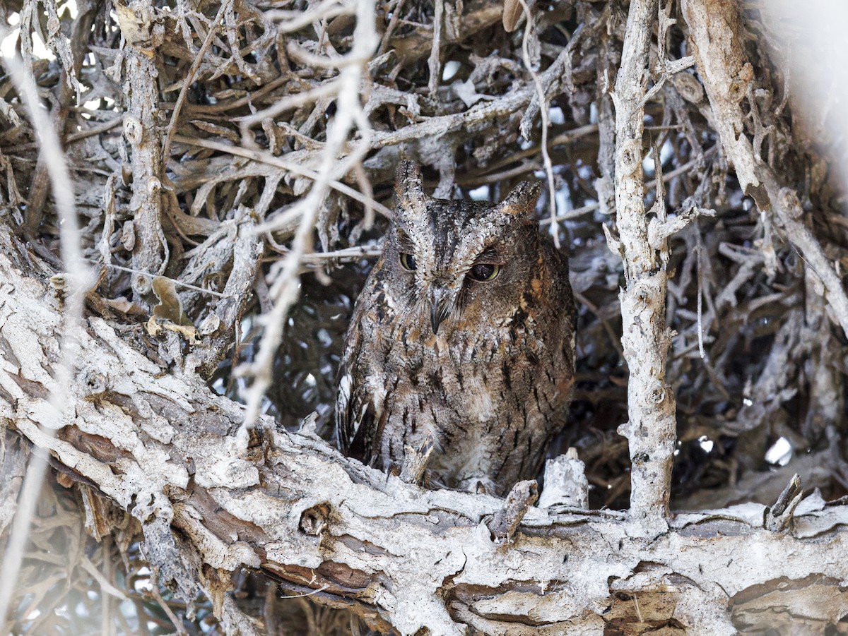 Madagascar Scops-Owl (Torotoroka) - ML646307506