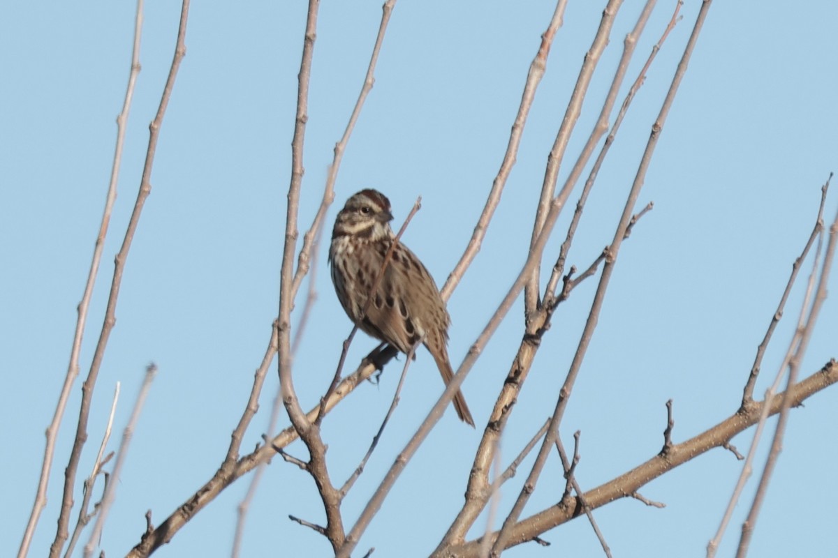 Пасовка співоча - ML646307508