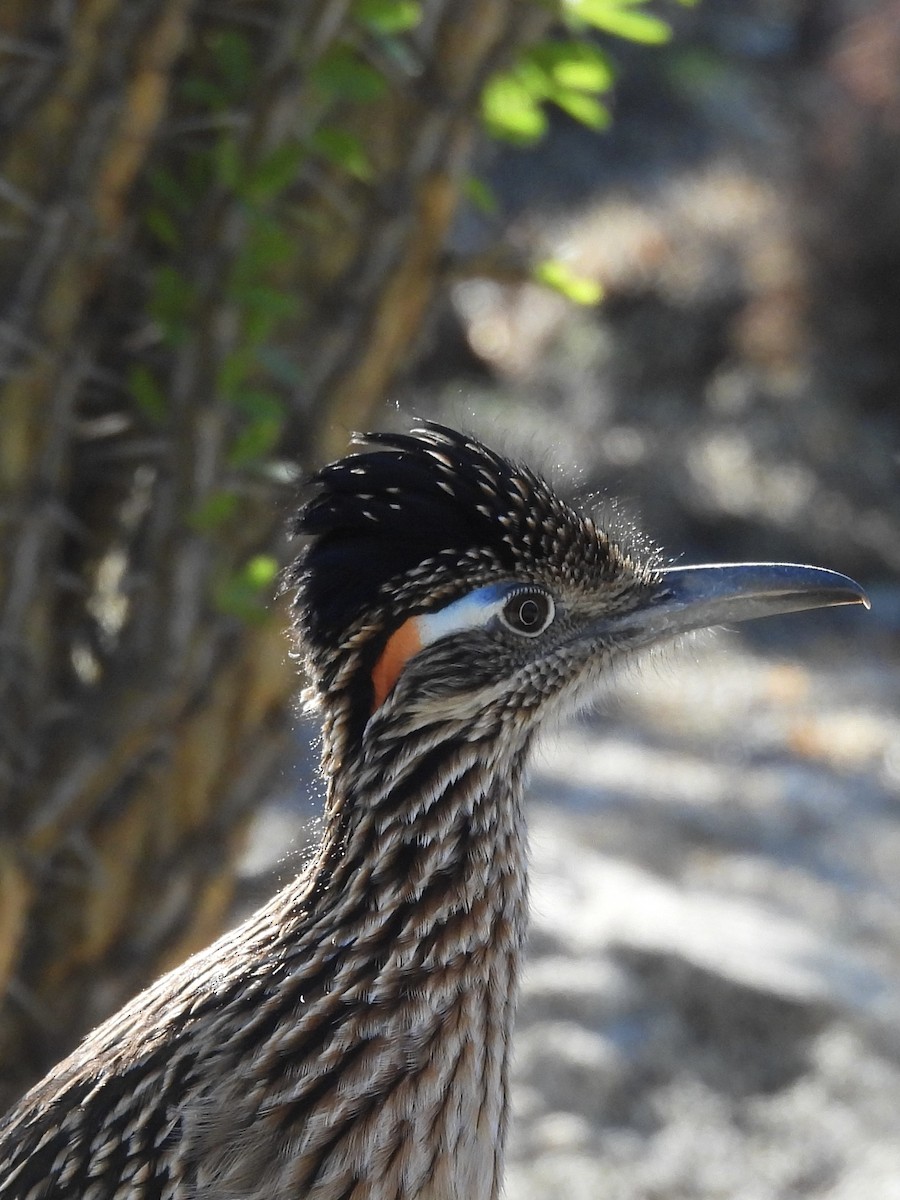 Greater Roadrunner - ML646307509