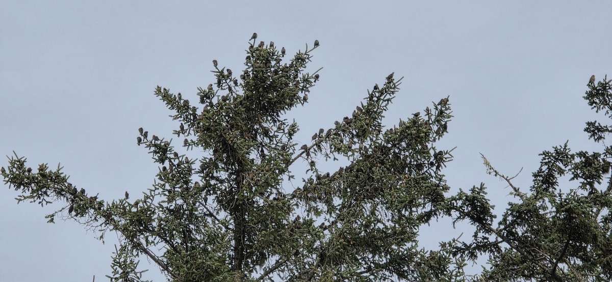 Red-winged Blackbird - ML646307510