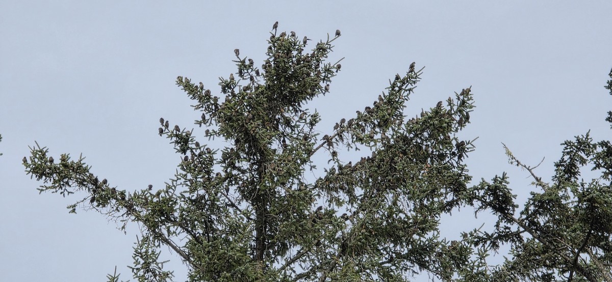 Red-winged Blackbird - ML646307511