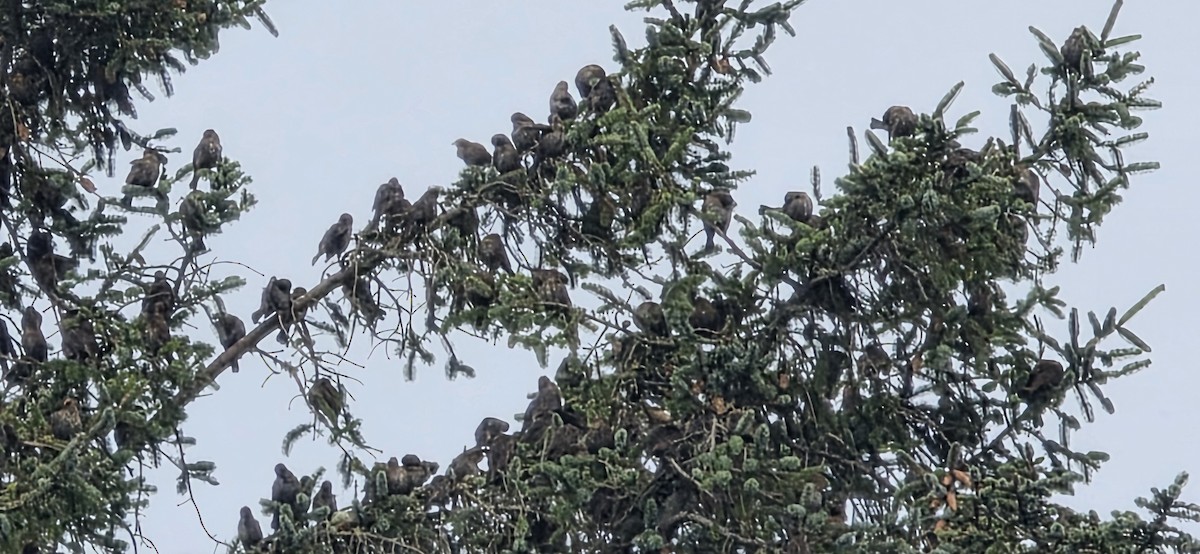 Red-winged Blackbird - ML646307512
