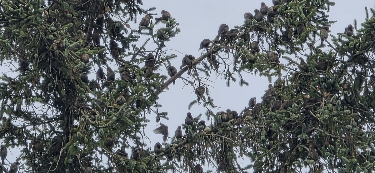 Red-winged Blackbird - ML646307513