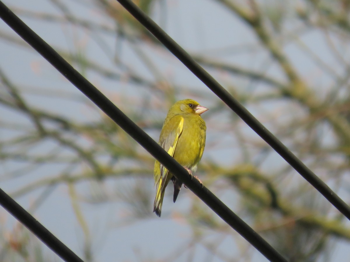 grønnfink - ML646307514