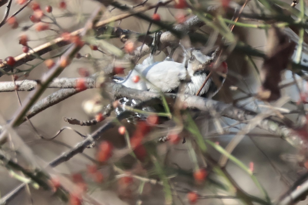 Дятел пухнастий - ML646307518