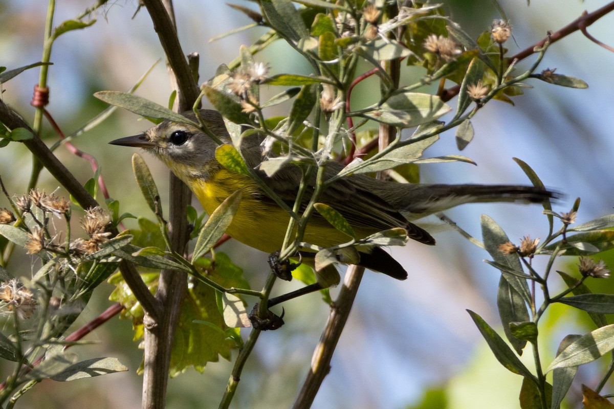 Prairie Warbler - ML646307521