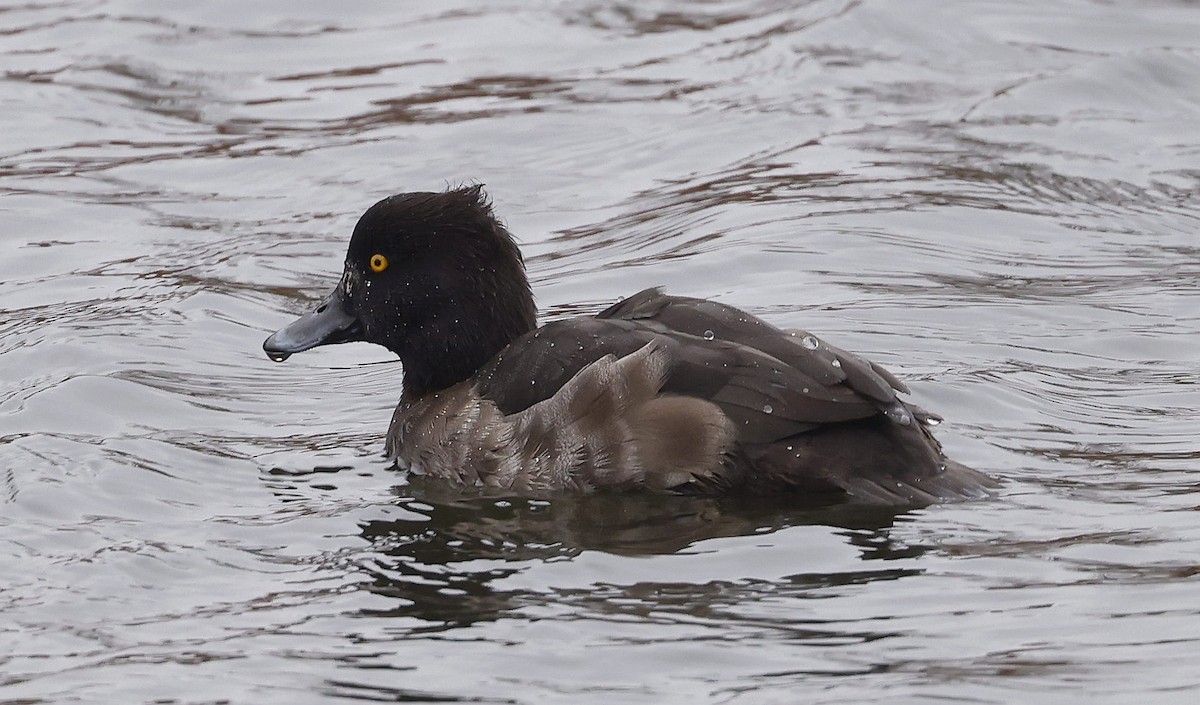 Tufted Duck - ML646307526