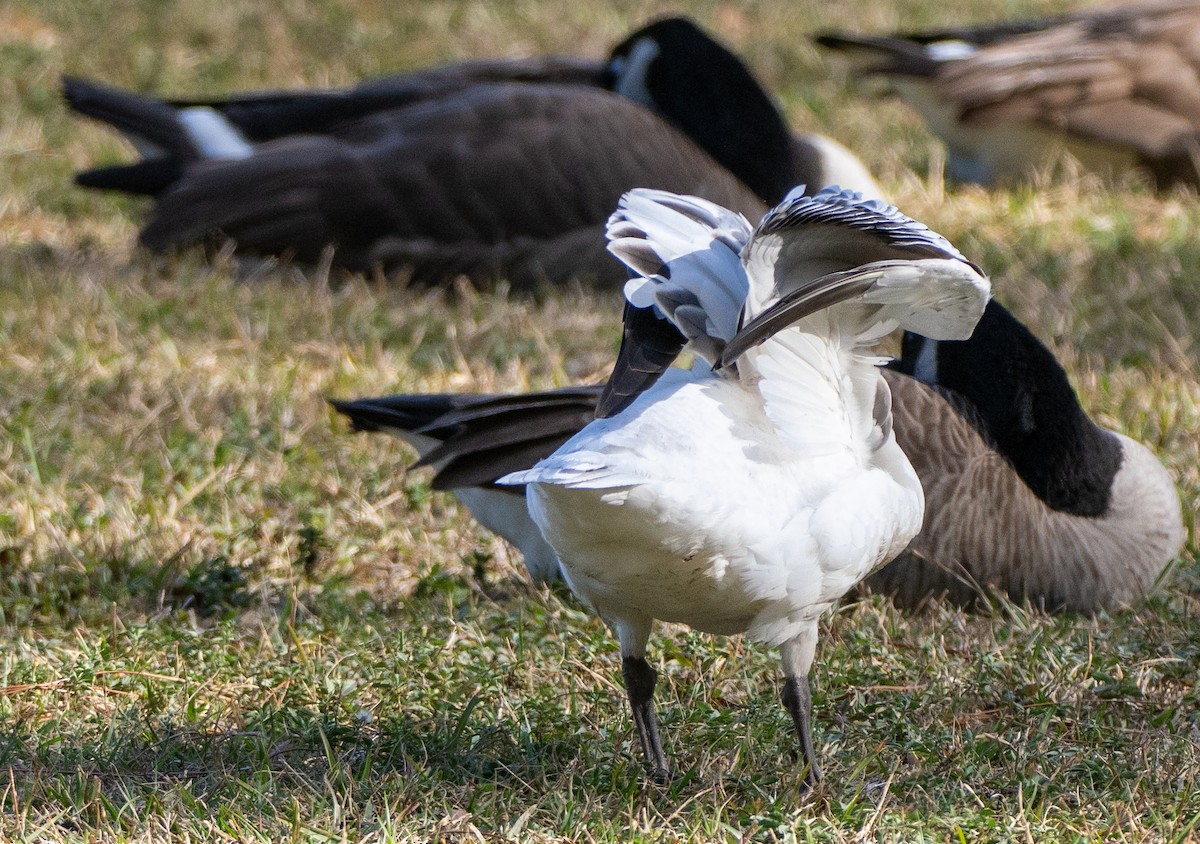 husa sněžní - ML646307530