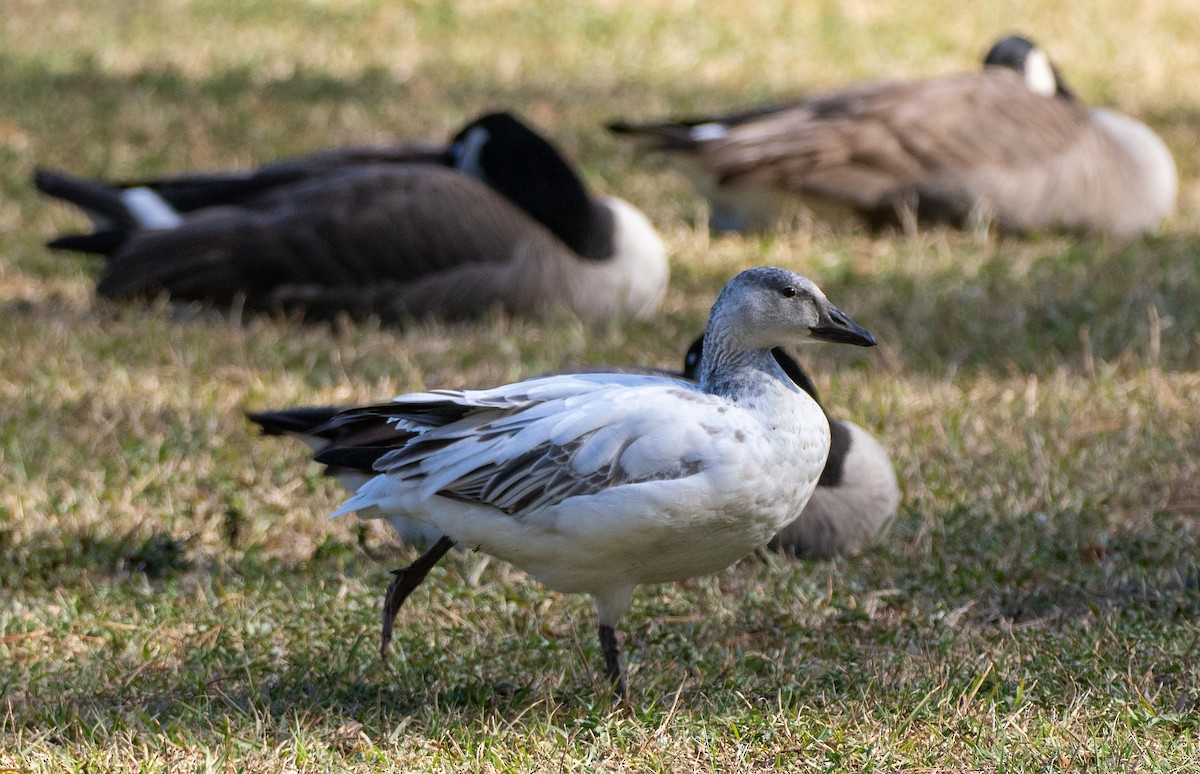 husa sněžní - ML646307531