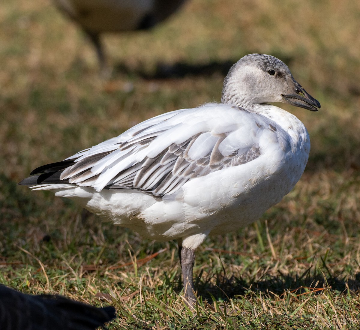 husa sněžní - ML646307532