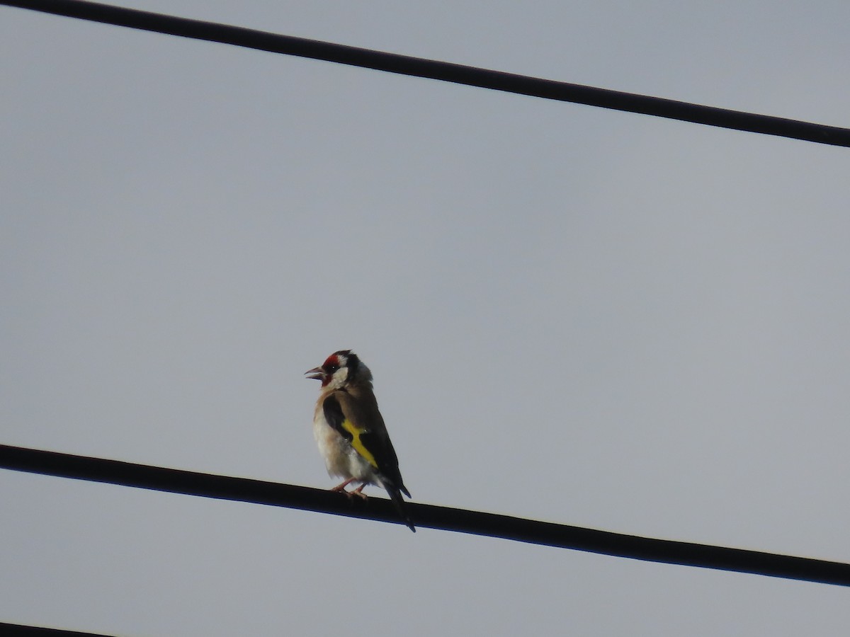 stillits - ML646307536