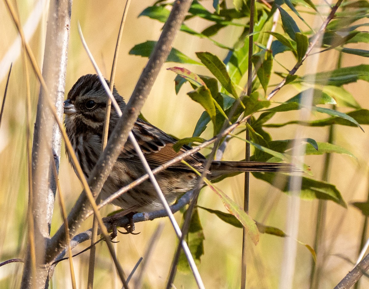 Swamp Sparrow - ML646307541