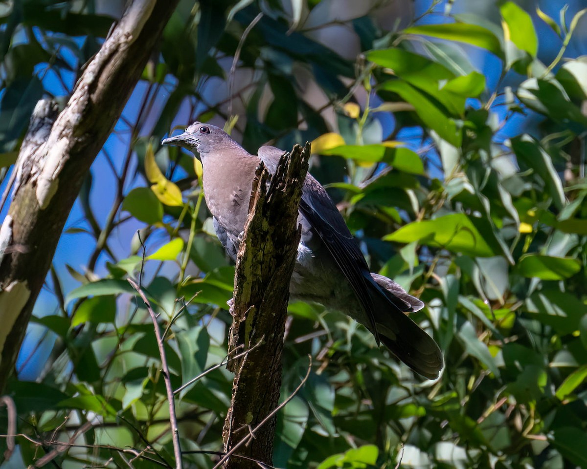 Paloma Colorada - ML646307543