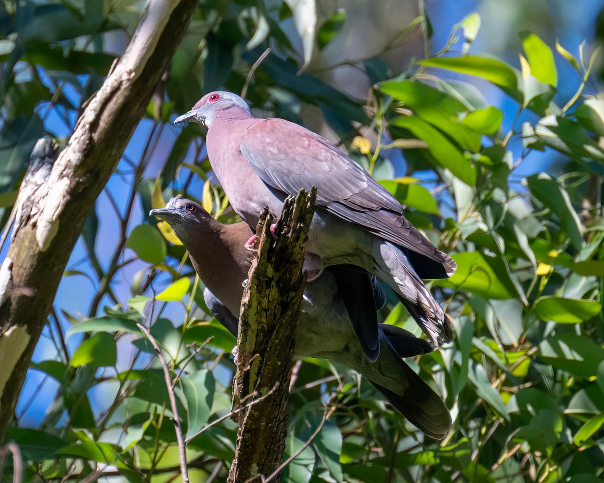 Paloma Colorada - ML646307544