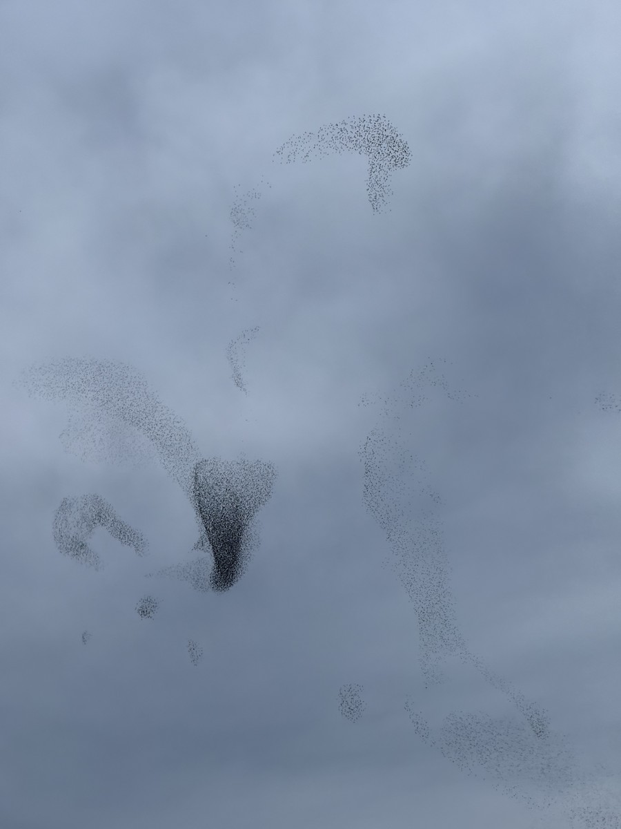 European Starling - ML646307548