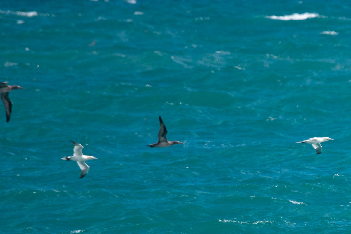 סולה מצויה - ML646307553