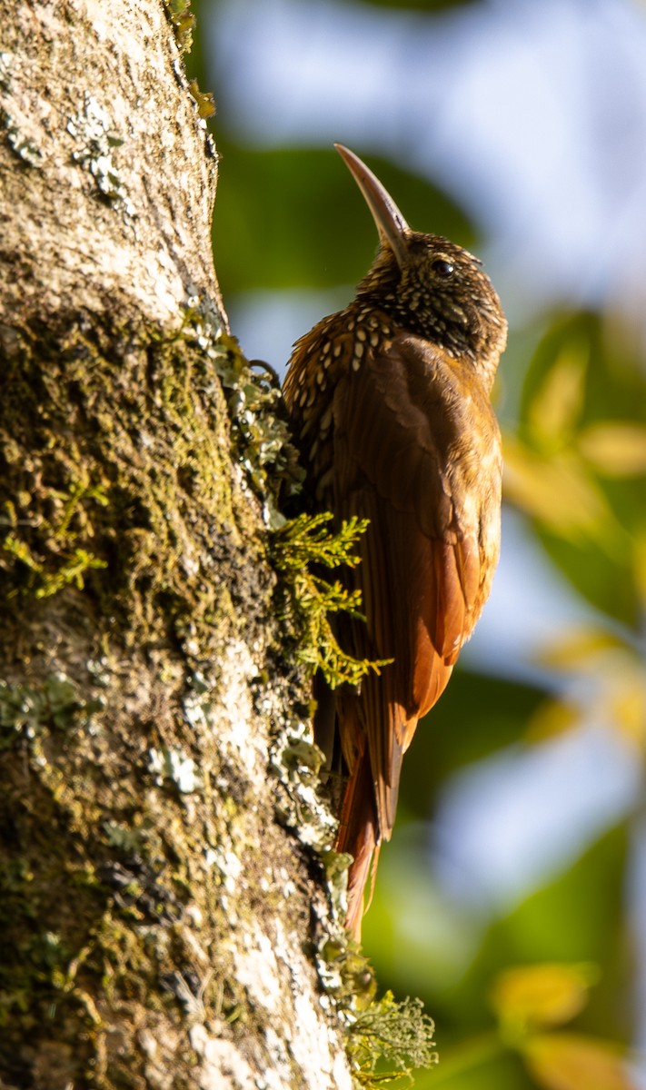 Dağ Tırmaşık - ML646307554