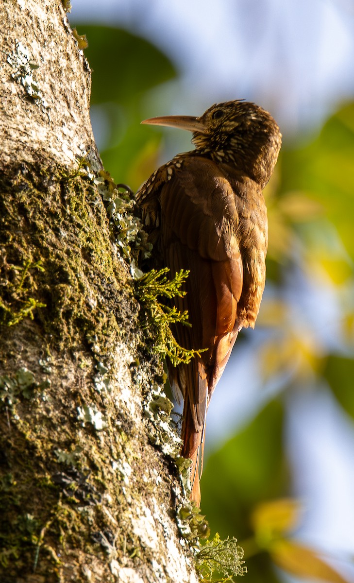 Dağ Tırmaşık - ML646307555